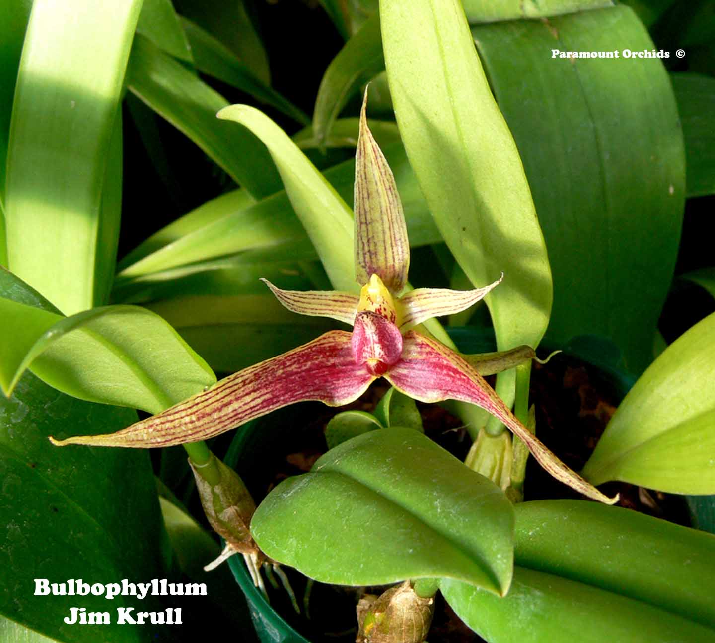 Miscellaneous Plant Listing: A-L